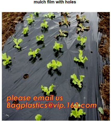 HOTICULTURAL MULCH FILM,AGRICULTURAL PE FILM,MARKET GARDENERS CLOCHE FILM,PE FILM FOR CORN,PLASTIC FILM COVER,TOMATO COV
