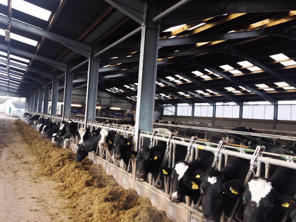 Improved Productivity Prefab Steel Structure Dairy Cow Shed Farm