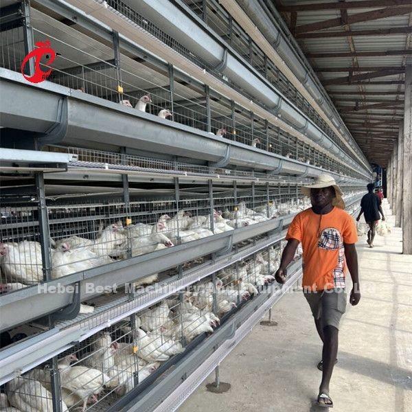 Quality Poultry Farm Computer Control Automatic Chicken Cage Equipment Modern Sandy for sale