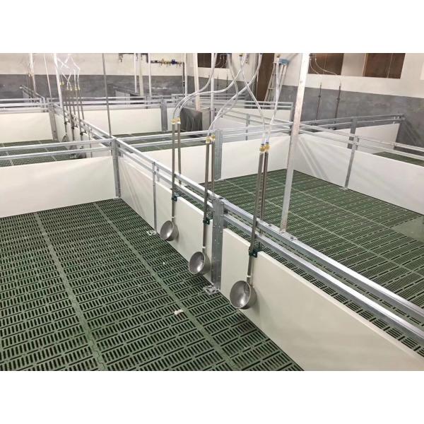 Steel Piggery House Onsite Installation Chicken Shed Construction