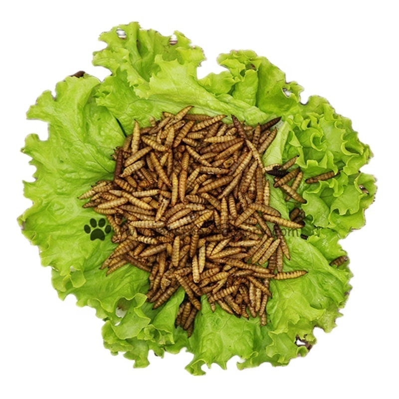 China Yellow Black Soldier Fly Powder High Fat High Protein wholesale