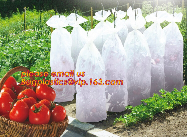 HOTICULTURAL MULCH FILM,AGRICULTURAL PE FILM,MARKET GARDENERS CLOCHE FILM,PE FILM FOR CORN,PLASTIC FILM COVER,TOMATO COV