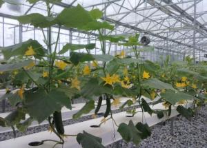 Cucumber Greenhouse Hydroponic Systems Galvanized Frame Thin Film Structure