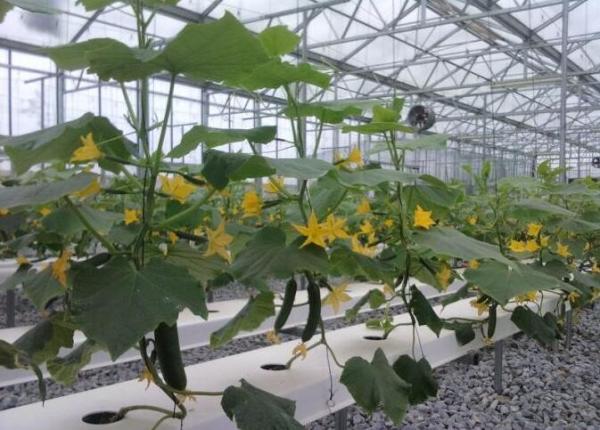 Quality Cucumber Greenhouse Hydroponic Systems Galvanized Frame Thin Film Structure for sale