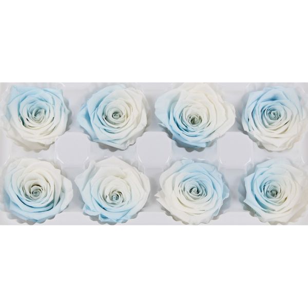 5-6cm Eternal Everlasting Preserved Rose Heads A Grade