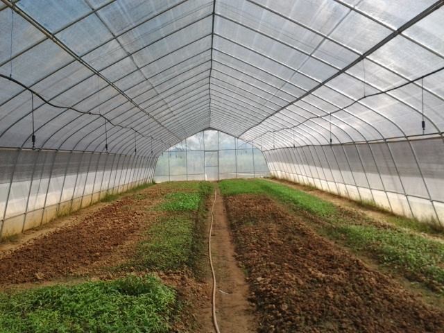 White Color Tunnel Plastic Greenhouse Upright Section Circular / Rectangular / U Shaped