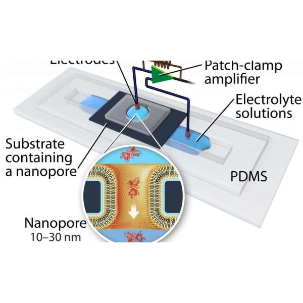 Fingerprint sensors packaging substrate manufacture supporting