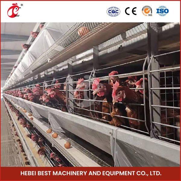 Quality Plastic or Metal Feeder Trough Poultry Farming Cage System for High Rearing Efficiency Mia for sale