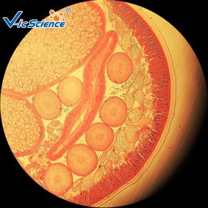 China Medical Parasitology Slides Custom Microscope Slides 25 Pcs Of Set wholesale