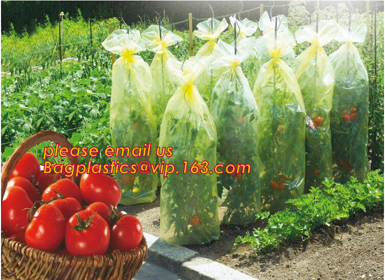 HOTICULTURAL MULCH FILM,AGRICULTURAL PE FILM,MARKET GARDENERS CLOCHE FILM,PE FILM FOR CORN,PLASTIC FILM COVER,TOMATO COV