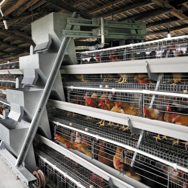 Quality Hot Dip Galvanized Battery Poultry Farm A Frame Manual Layer Chicken Cage for sale
