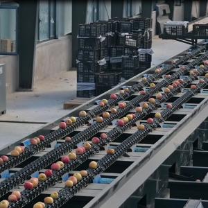 China 380V / 50Hz Apple Sorting Machine Stainless Steel 360 Degree Rotational Scanning on sale