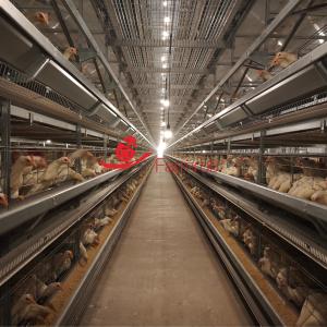 Advanced Performance 9-Tier H Type Layer Chicken Cage System Maintenance-Free