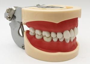 Resin Dental Study Models Histology , Non Toxic Orthodontic Teeth Model