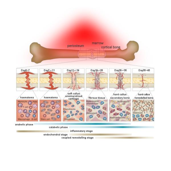 Bio Laser Infrared Light Therapy Bed Full Body Photobiomodulation Panel