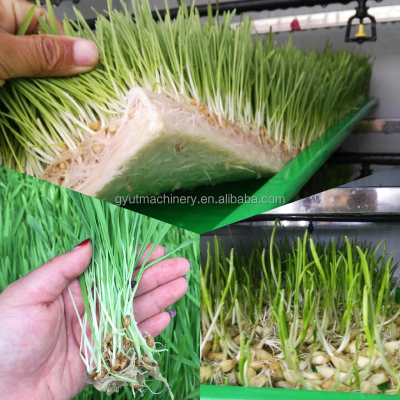 2400w Hydroponic Bean Growing SproutS Machines for Broccoli Super Sprouting within PLC