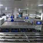 304 SS Material Inshell Chestnut Sorting Machine 8 Lanes