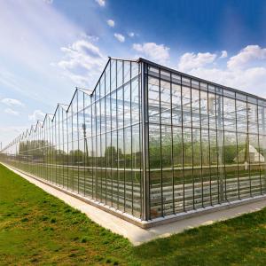 China Agricultural Hydroponic System Multi-Span Venlo Glass Greenhouse Customized wholesale