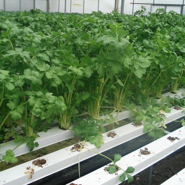 Flat High Density NFT Grow System overview