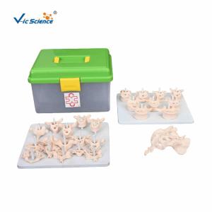 China Vertebral Column Disarticulate 20kgs PVC Human Anatomy Model wholesale