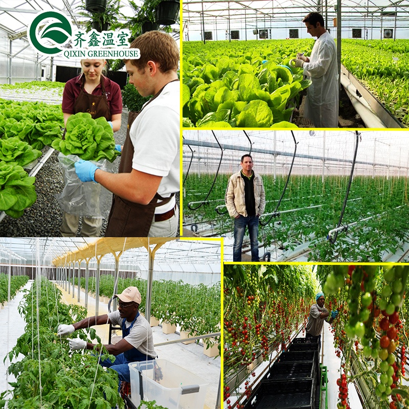 PO Single Layer Greenhouse for Agriculture Boost Agricultural Production