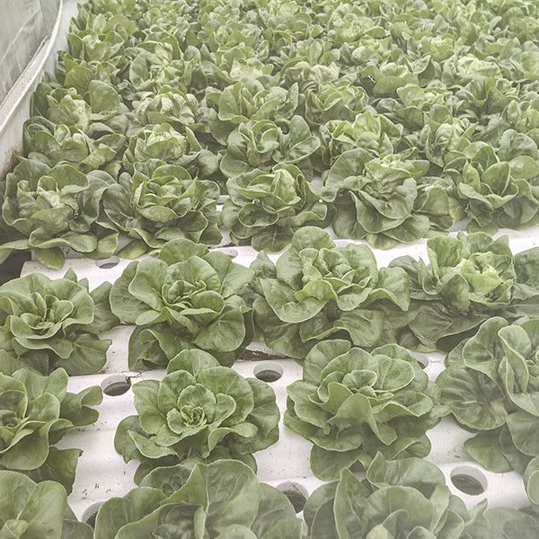 Auto Adjusting Anti Algae Deep Water Culture Kit Dwc Hydroponics Growing System