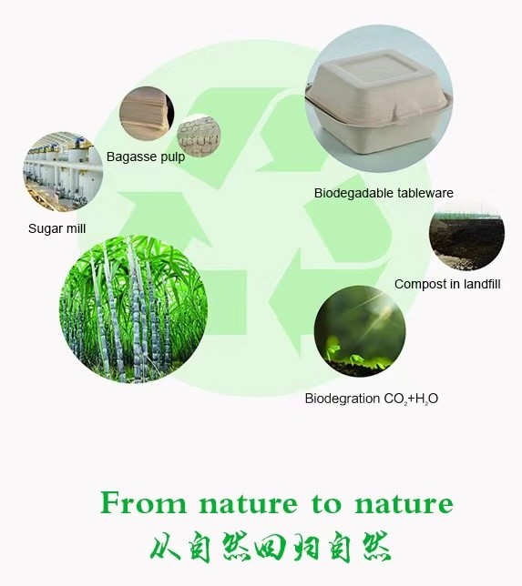 Biodegradable Paper Pulp Lunch Container, Sugarcane Bagasse Food Container, Disposable Tableware
