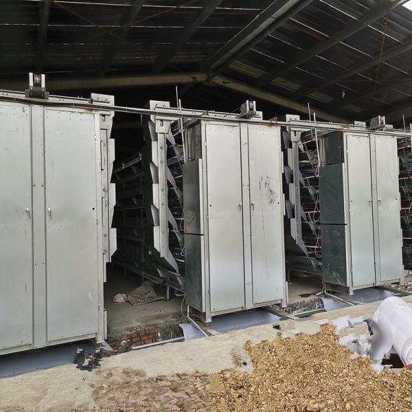 Quality Layer Raising Poultry Manure Removal System 1.2mm PP Belt ISO9001 Approval for sale