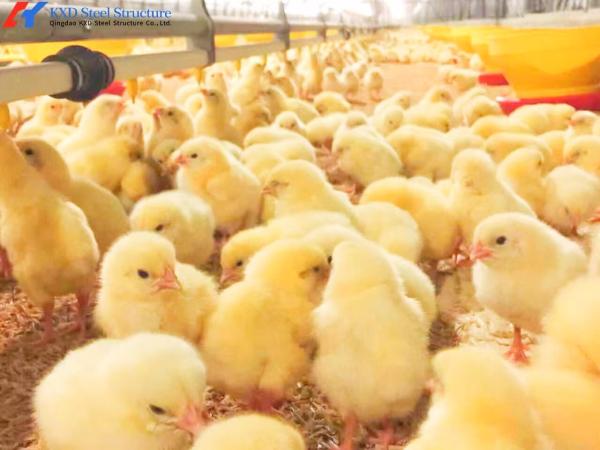 Quality Customized Broiler Chicken Feeding Equipment With Automatic Drinking / Feeding System for sale