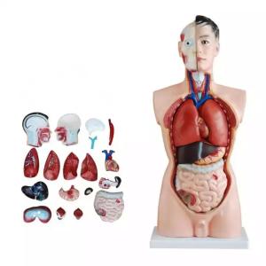 China Medical Science Teaching 85cm Human Torso Model PVC Plastic Detachable Anatomy Demonstration Model wholesale