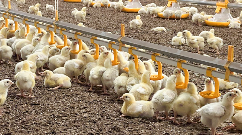 10000 Chickens Prefabricated Steel Tolerance ±1% for Chicken and Duck Farm Structures