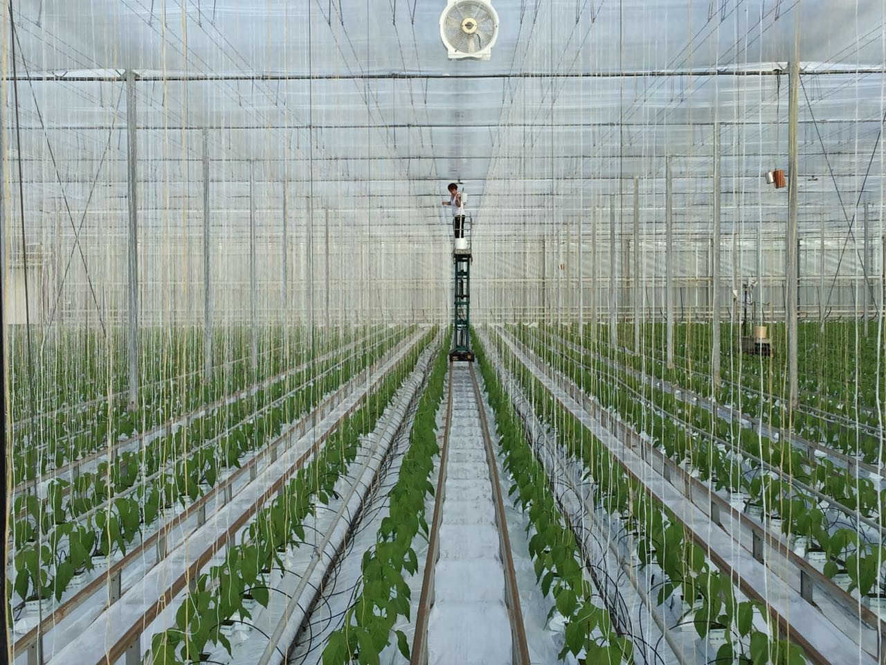 UV Resistant 2% Polypropylene Tying Twine , Tomato Cucumber Lashing Twine