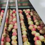 Mechanical Apple Black Sorting And Grading Machine 360° Rotational Scanning