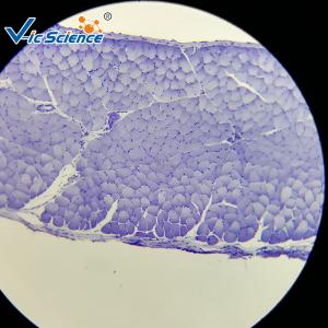 China High Performance Histology Lab Slides 30 Pcs EU Standard Glass Material wholesale