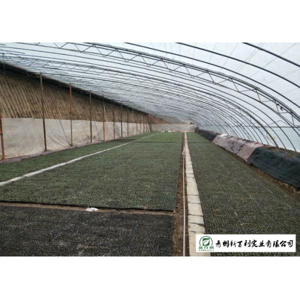 Safety Chinese Green Cabbage Lower Cholesterol Levels Without Pollution