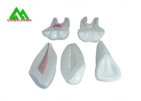 Quality PVC Plastic Soft Gum Teeth Model , Dental Models For Teaching CE ISO for sale