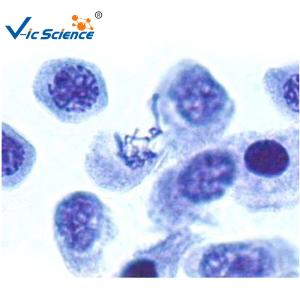 China Reliable 12pcs Amscope Microscope Slides Onion Anther Meiosis Microscope Cover Glass Slides wholesale