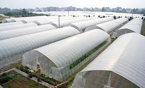 Small Size Single Tunnel Greenhouse Galvanized Tube Frame Span Width 6 / 8 / 10m