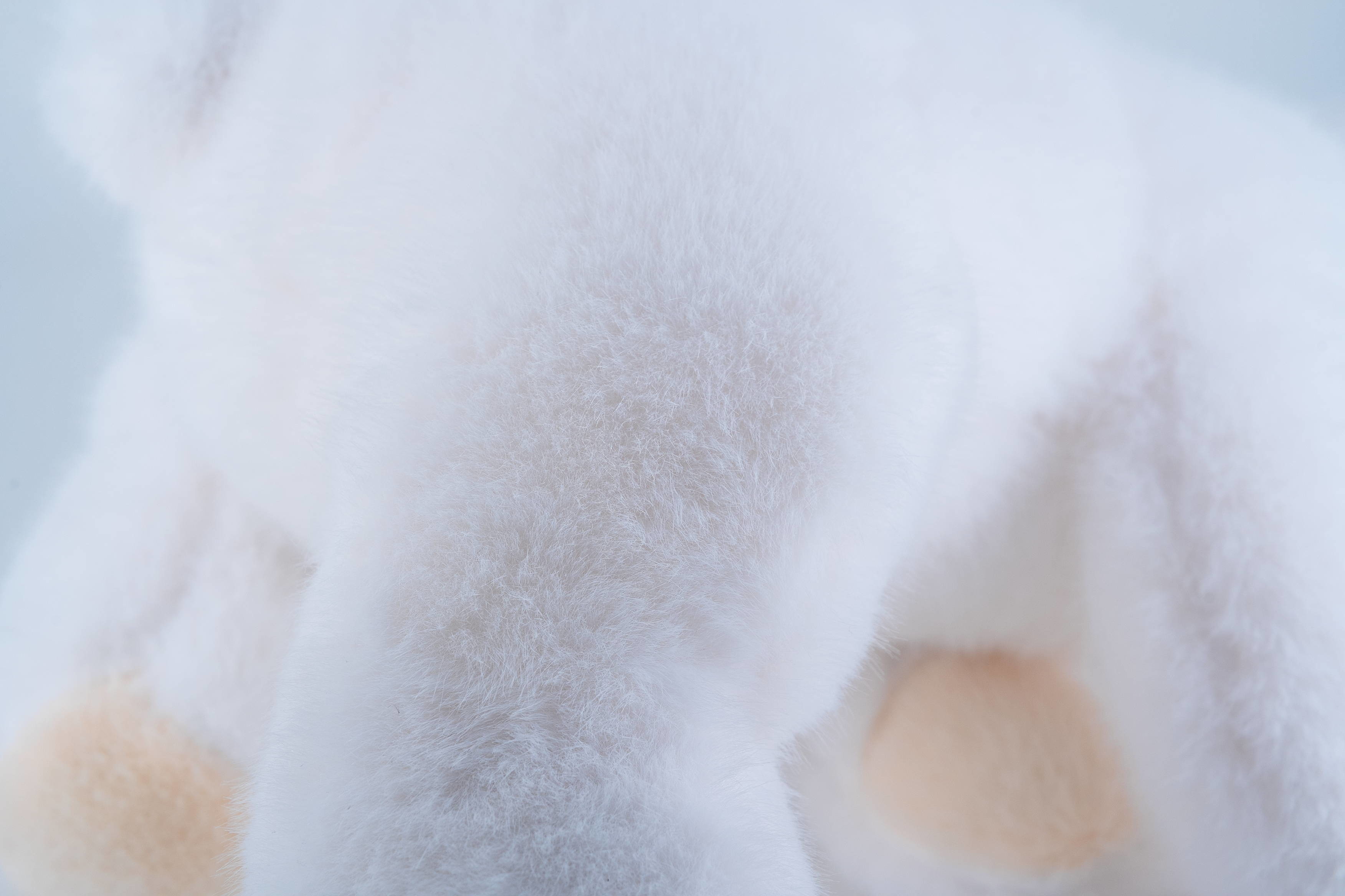 Eco Friendly Polar White Bear Plush Toy Multiple Sizes Safe And Soft