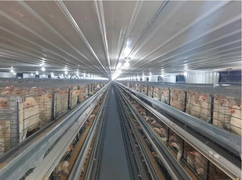 Automatic Steel Structure Peb Customized Poultry Chicken Farming Shed