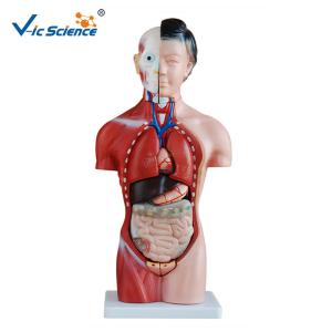 China 42cm Female Human Torso Model 15 Parts Educational Model CE Approved wholesale