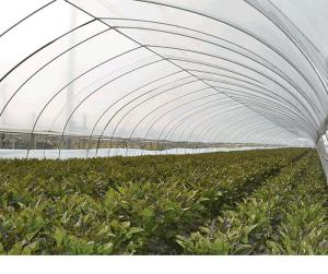 China White Color Tunnel Plastic Greenhouse Upright Section Circular / Rectangular / U Shaped wholesale