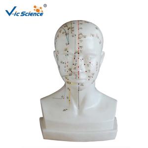 China Medical Model Human Head Acupuncture Model for Teaching Mode wholesale