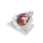 PVC Eyeball Model Anatomy Ophthalmic Magnification 3 Times