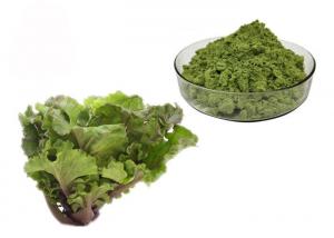 Juice Kale Extract Powder