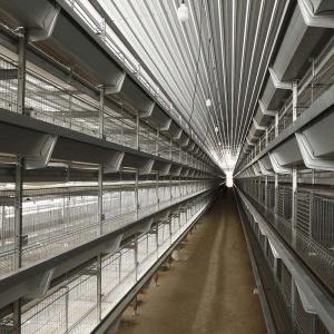 China 24.5in Width Egg Laying Chicken Cage 10 Birds / Cage Hopper Feeding wholesale