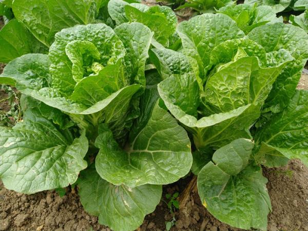 Quality Rich Folic Acid Fresh Green Cabbage For Frying , Simmering And Mixing for sale