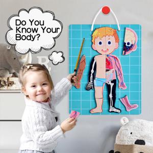 Learn The Human Body Muscles Skeleton Organs Educational Puzzle Toys For Kids