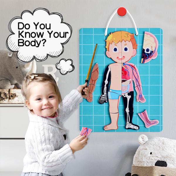 Quality Learn The Human Body Muscles Skeleton Organs Educational Puzzle Toys For Kids for sale