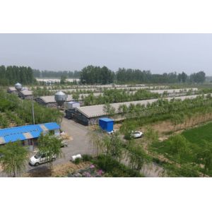 Galvanized Steel Structure Farm Windproof Steel Frame Chicken Coop